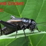Ground Cricket Insect
