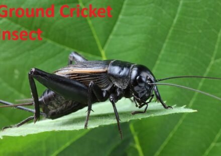 Ground Cricket Insect