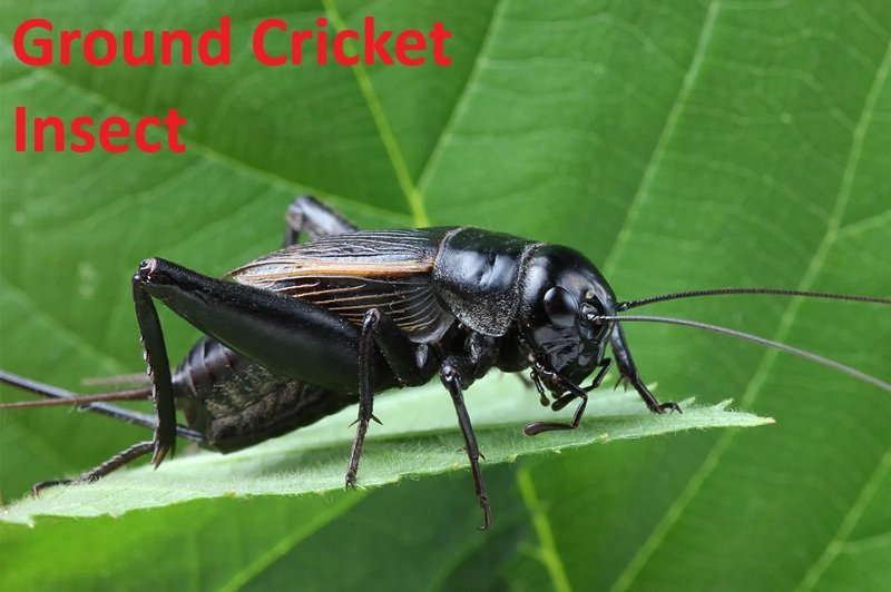 Ground Cricket Insect
